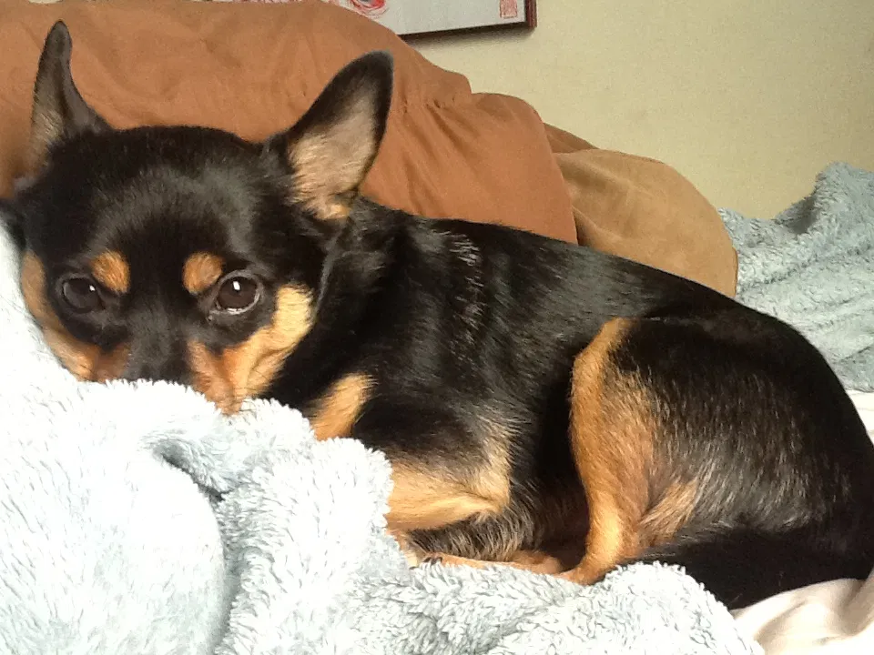Lost dog in Cottage Grove, MN, 55016