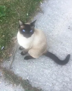 Lost cat in Kingsland, GA, 31548