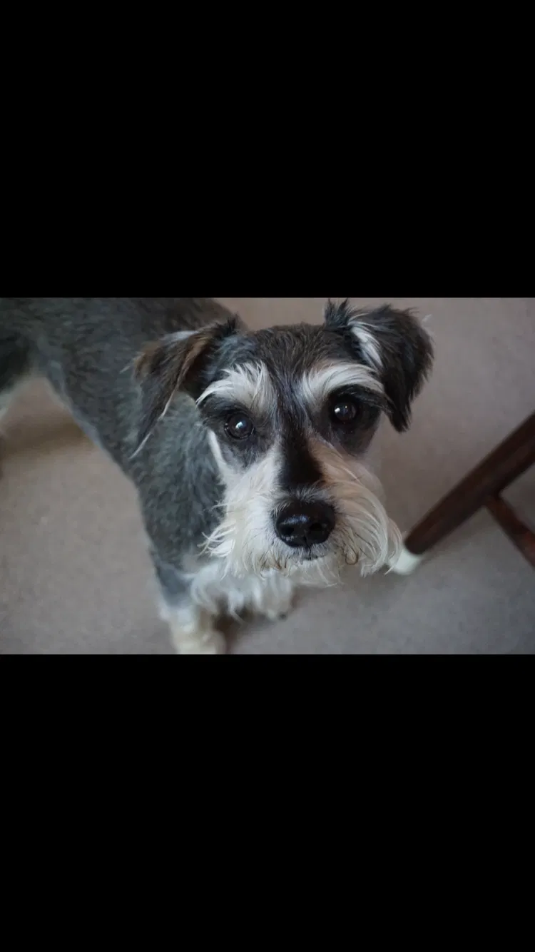 Lost dog in Buford, GA, 30518