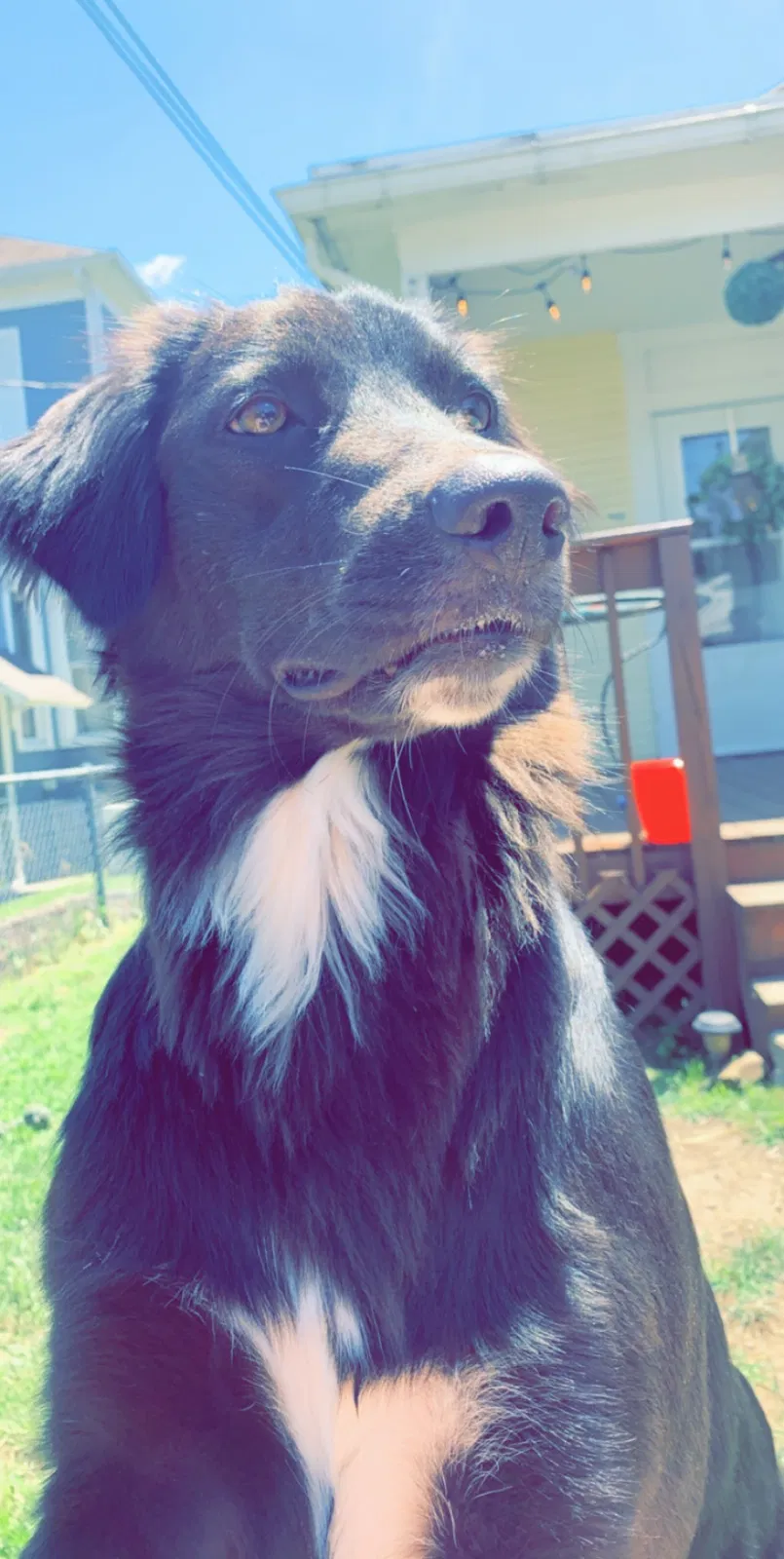 Lost dog in Logan, OH, 43138