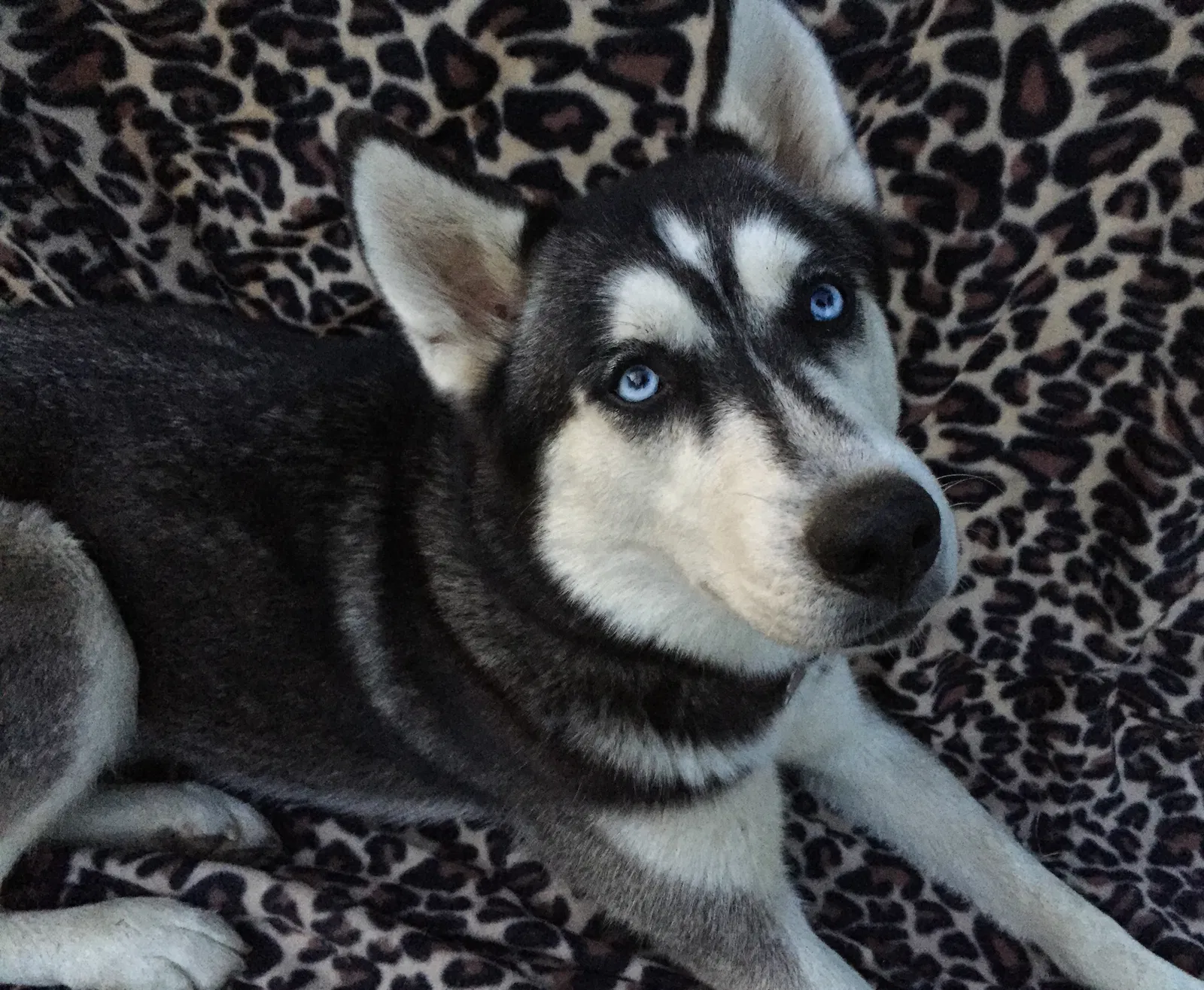 Lost dog in Pittsford, MI, 49271