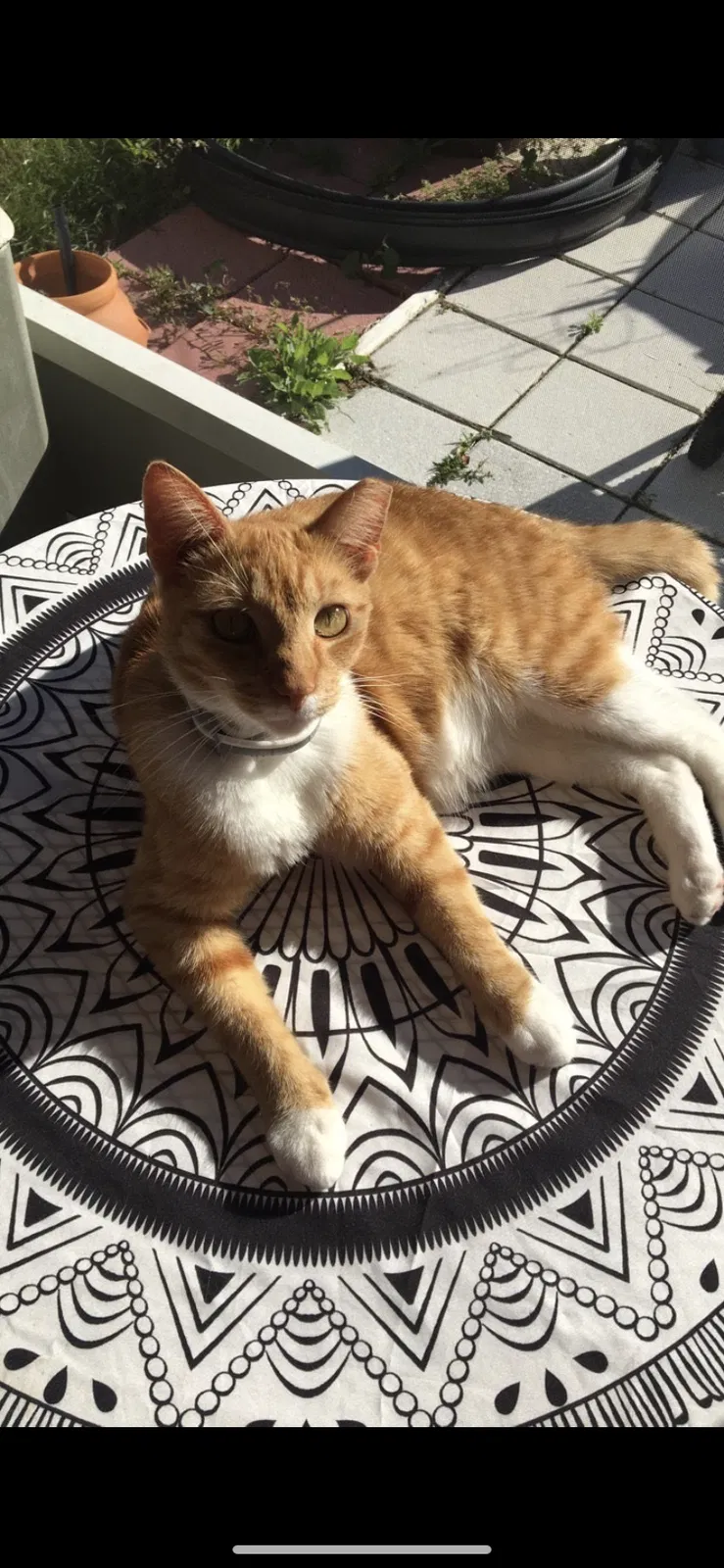 Lost cat in Lake Wales, FL, 33853