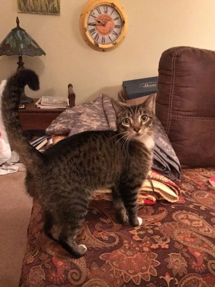 Lost cat in Snellville, GA, 30078