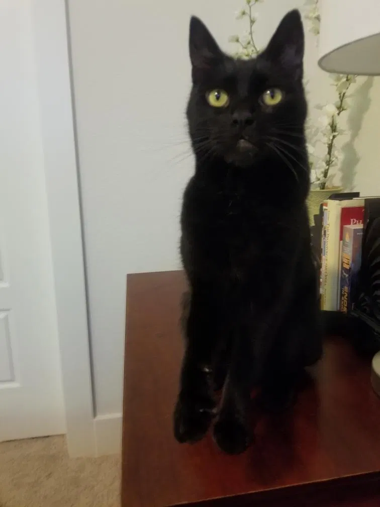 Lost cat in Flower Mound, TX, 75022