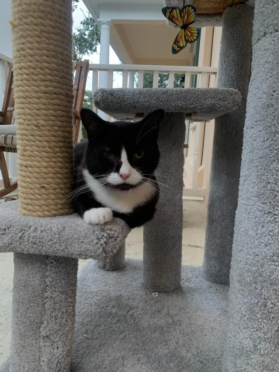 Lost cat in Jupiter, FL, 33458