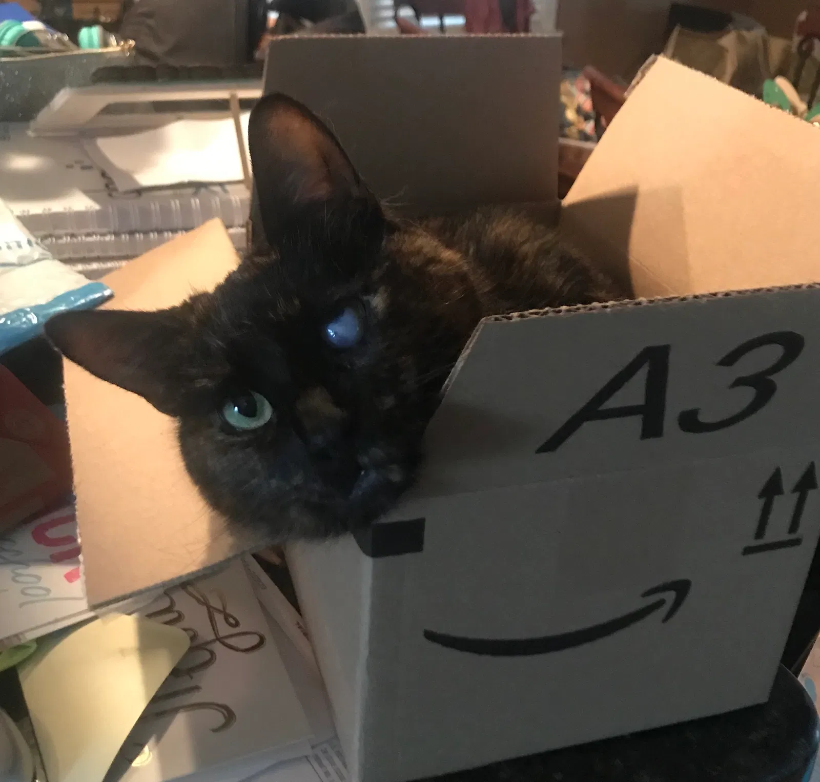 Lost cat in Chicago, IL, 60631