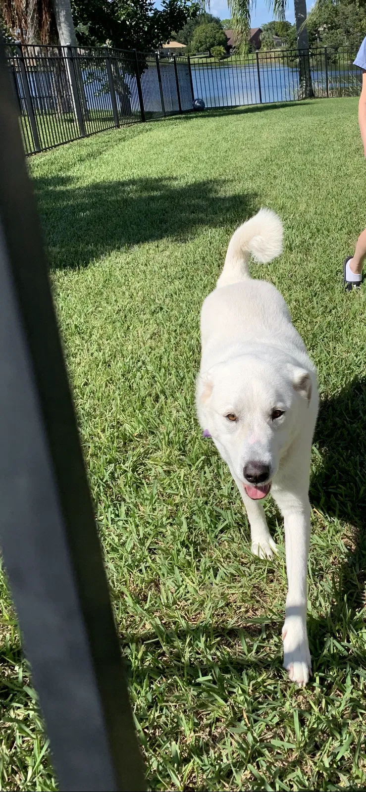 Found dog in Melbourne, FL, 32904