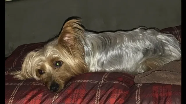 Lost dog in Dolton, IL, 60419