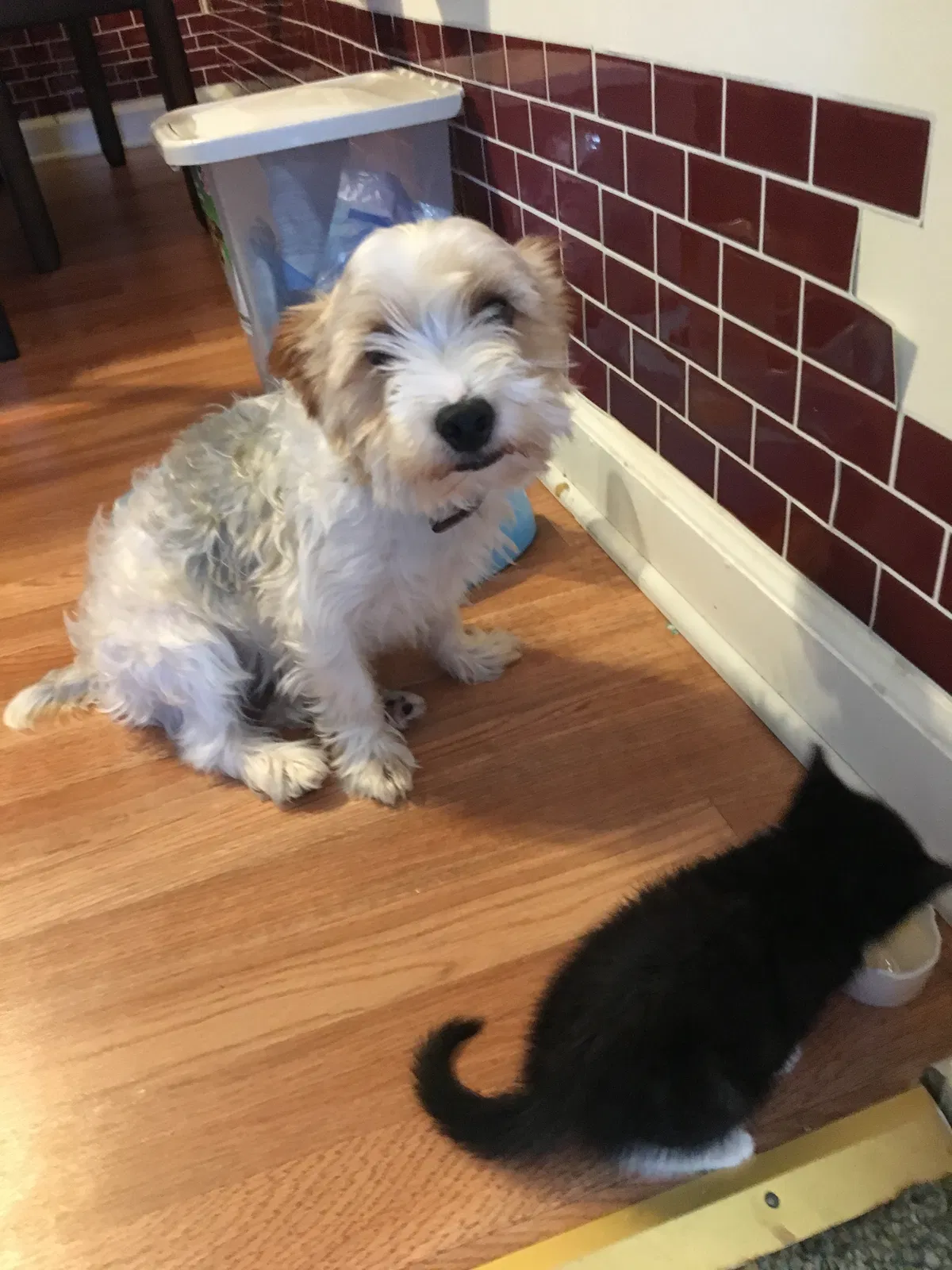 Lost dog in Eastpointe, MI, 48021