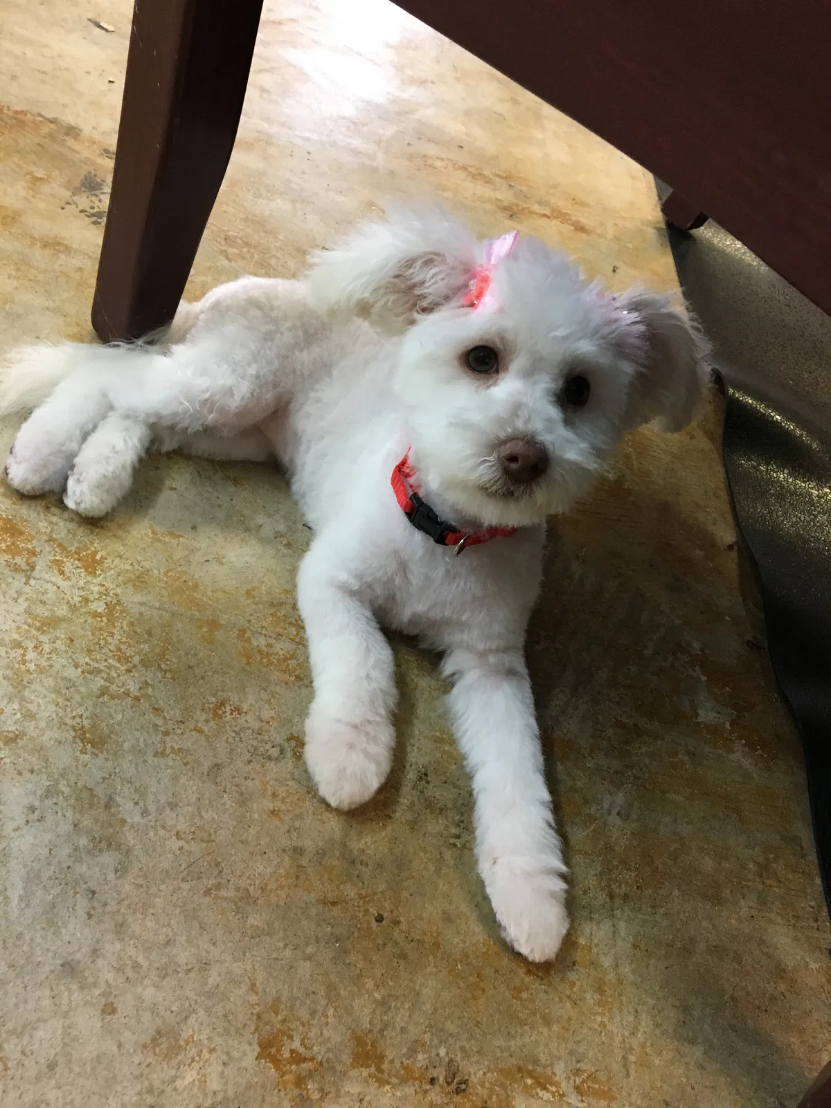 Lost dog in Burleson, TX, 76028