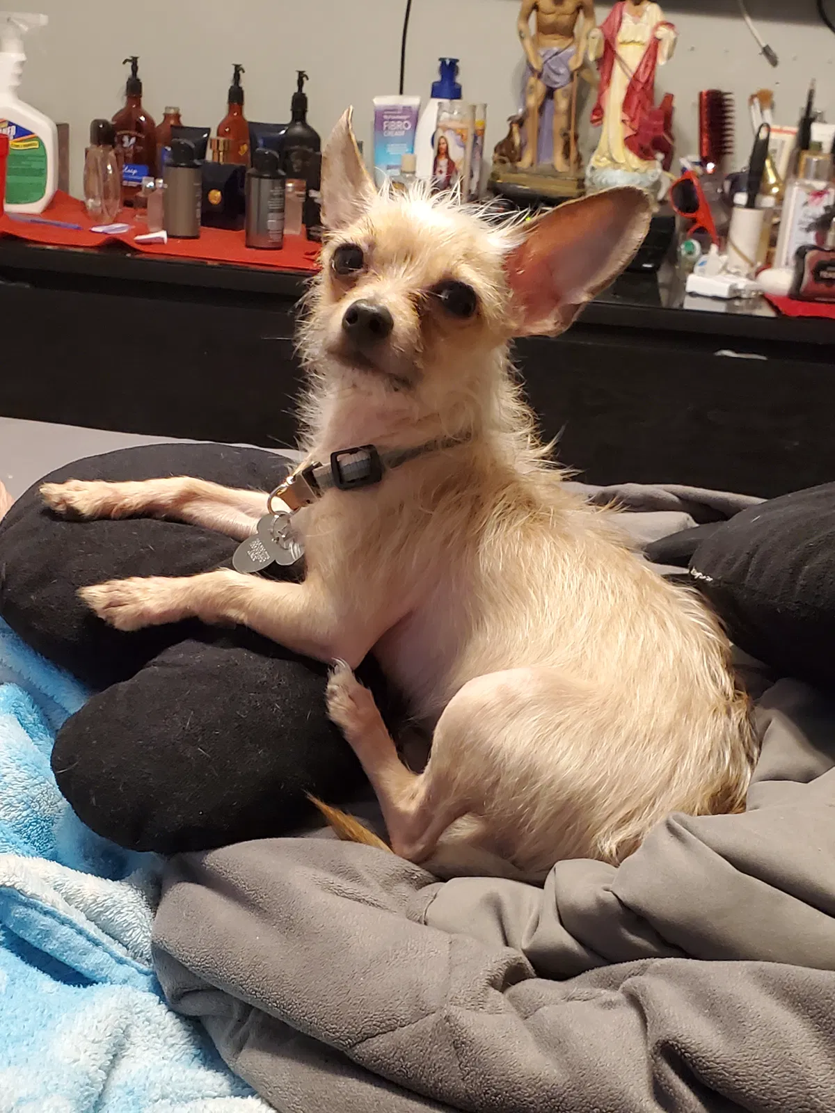 Lost dog in Homestead, FL, 33030