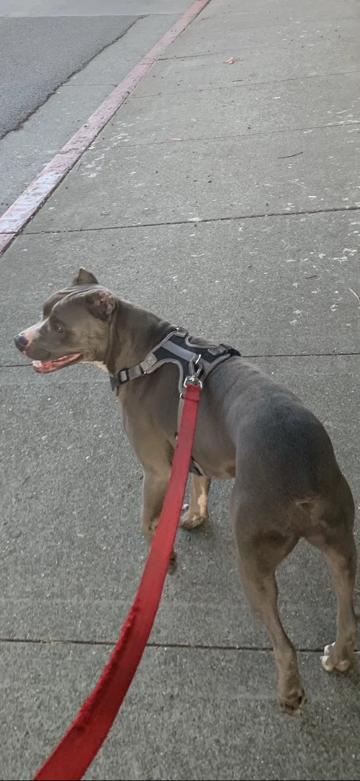 Lost dog in South San Francisco, CA, 94080
