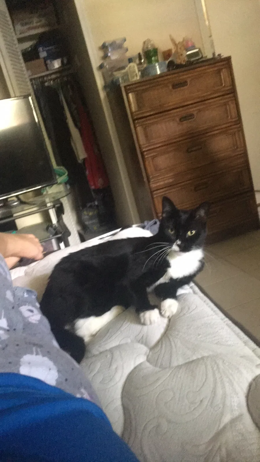 Lost cat in Miami, FL, 33145