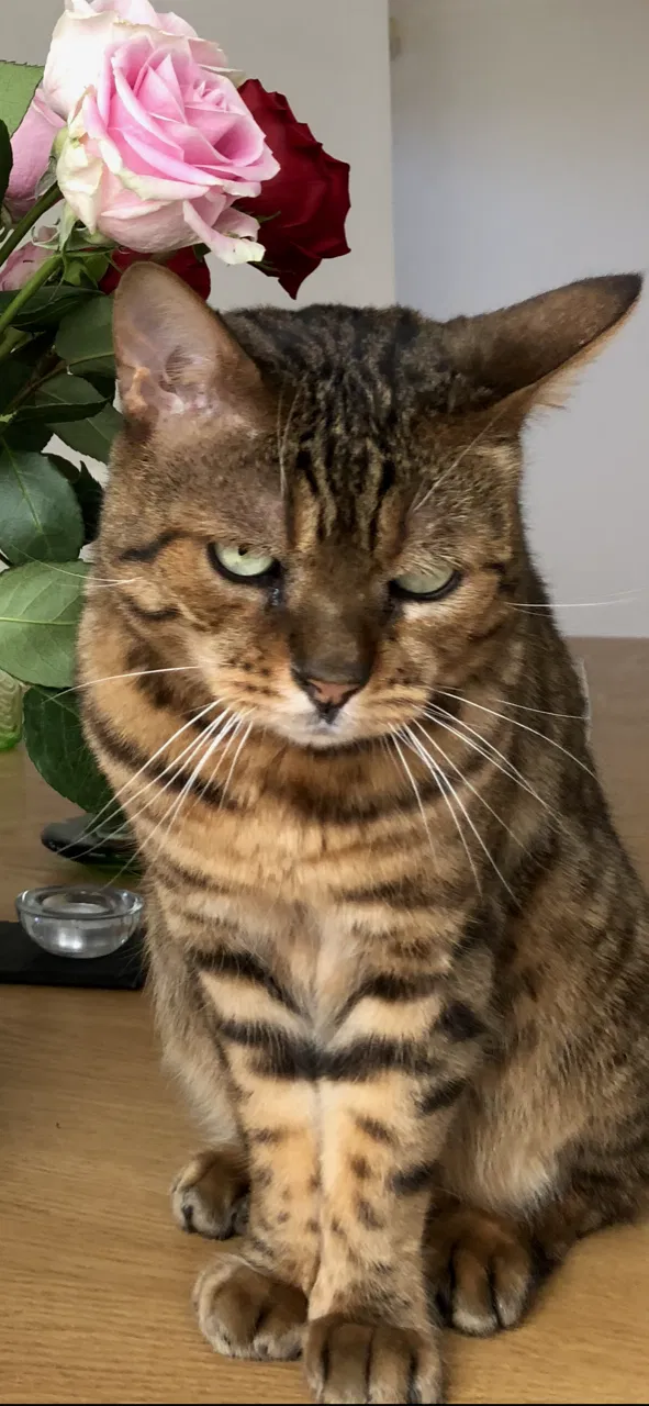 Lost cat in Beverly Hills, CA, 90211