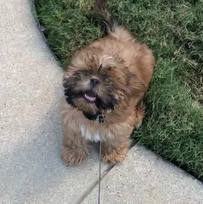 Lost dog in Fort Worth, TX, 76131