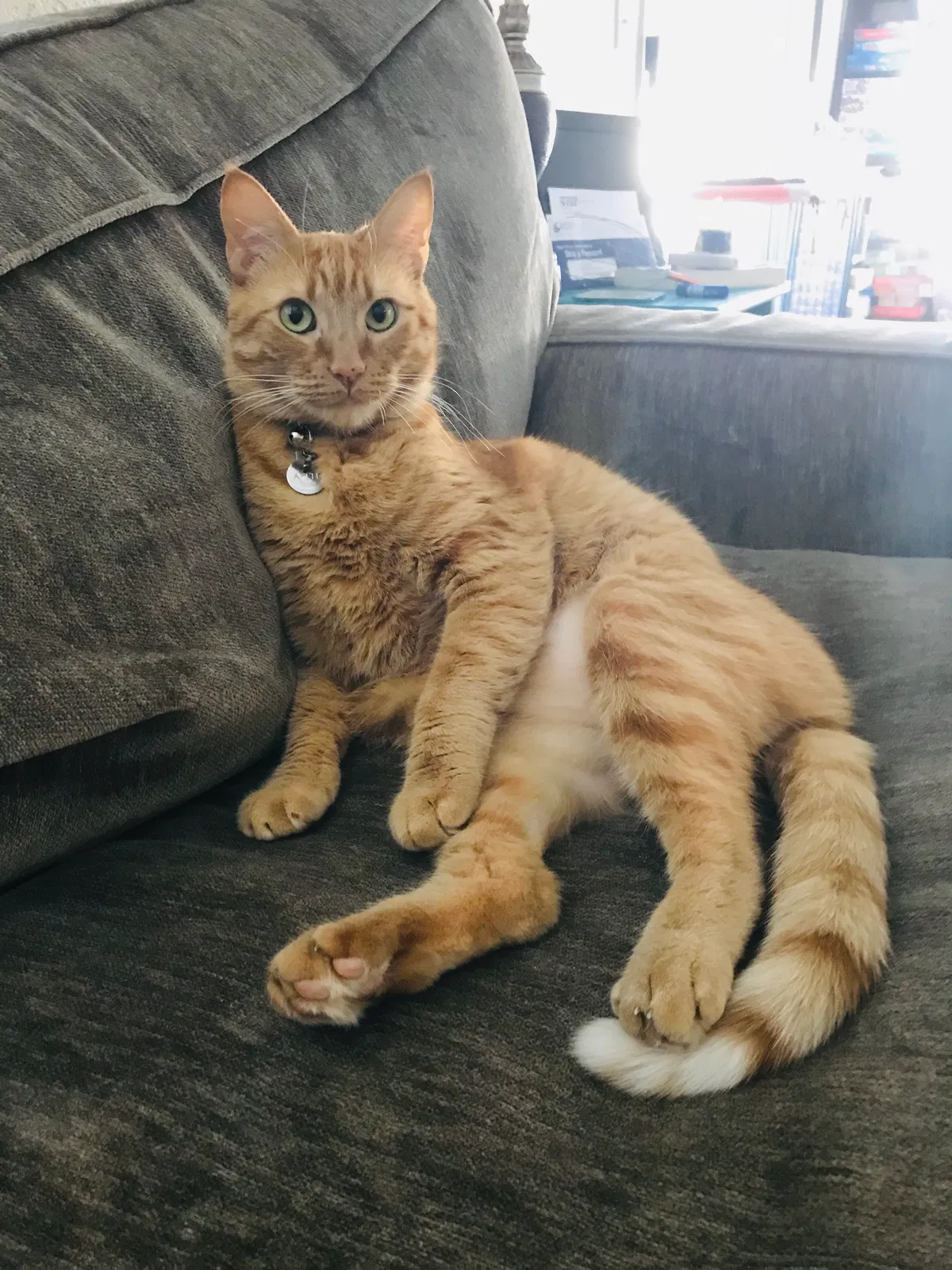 Lost cat in Escondido, CA, 92025