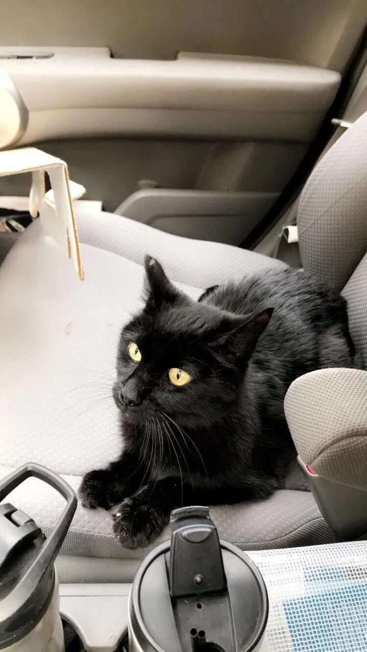 Lost cat in Edmonds, WA, 98026