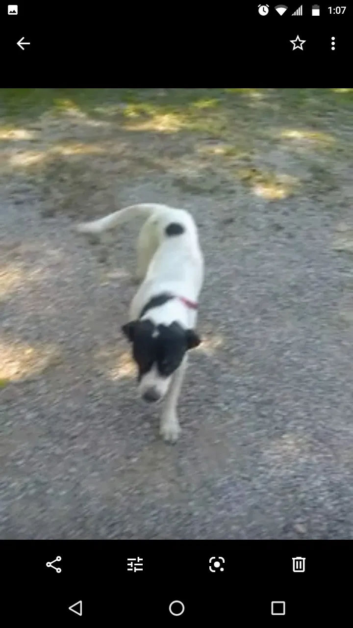 Lost dog in Birmingham, AL, 35215
