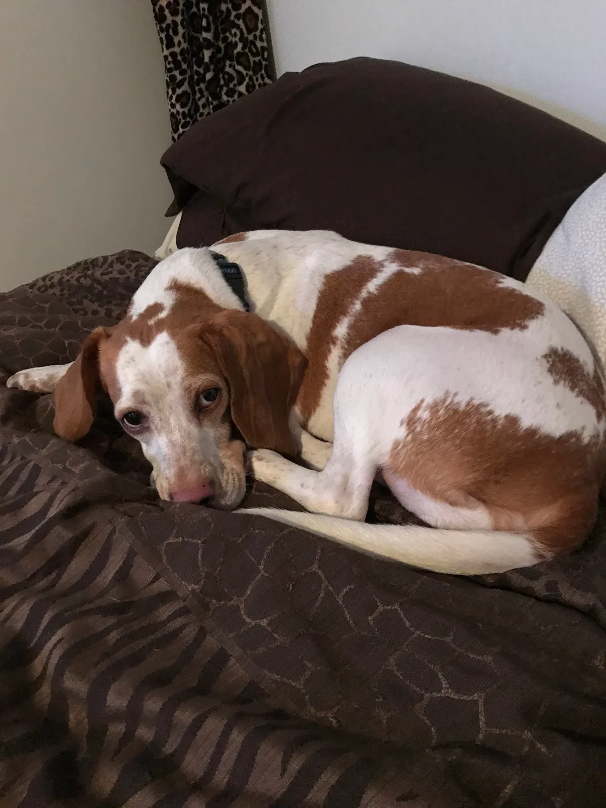 Lost dog in Mentor, OH, 44060
