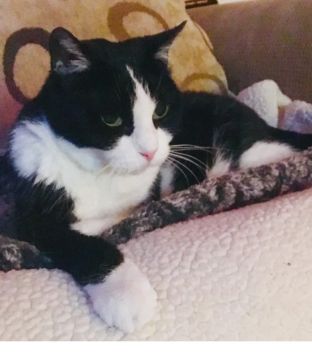 Lost cat in Santa Ana, CA, 92704