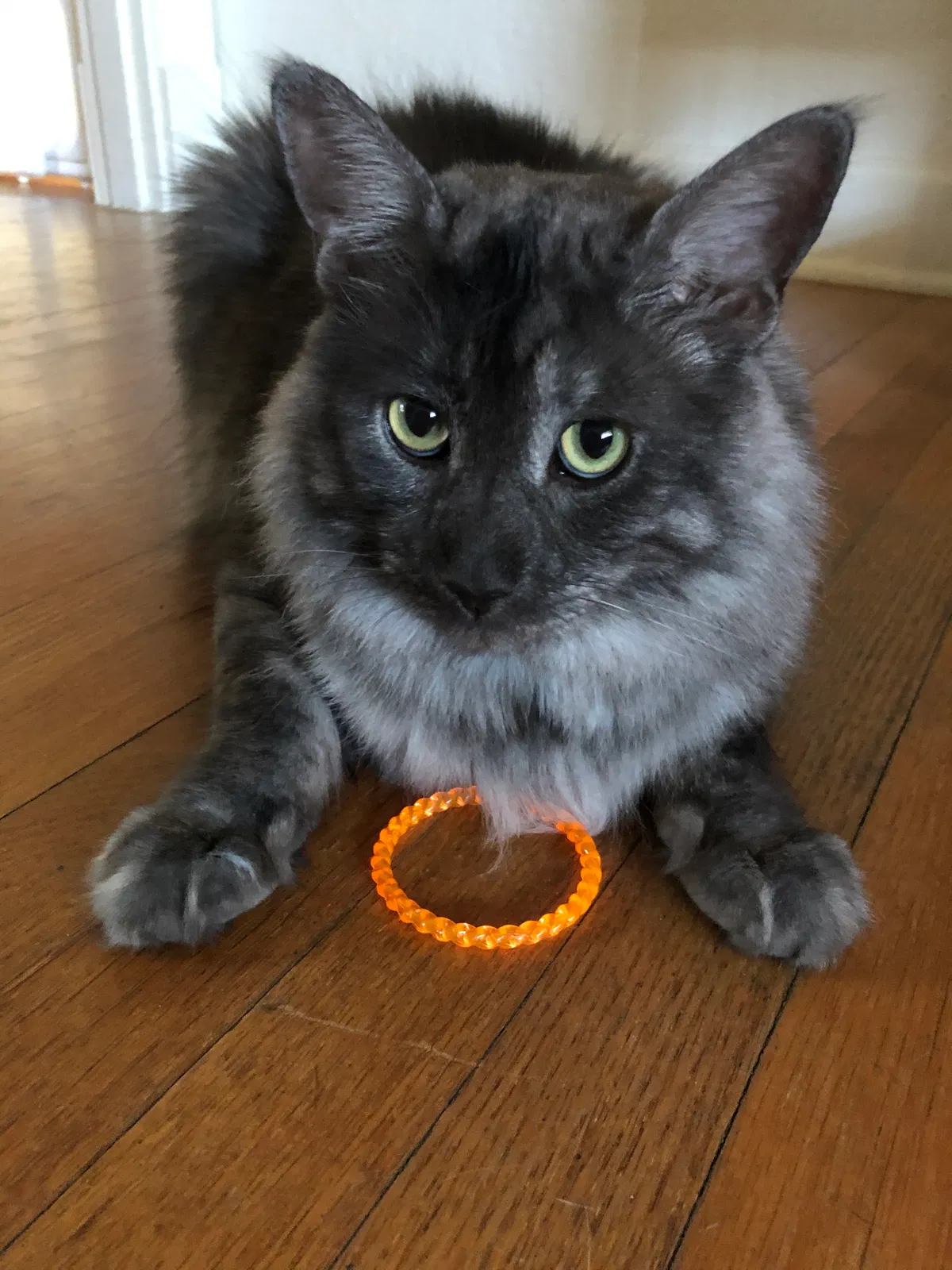 Lost cat in San Antonio, TX, 78234