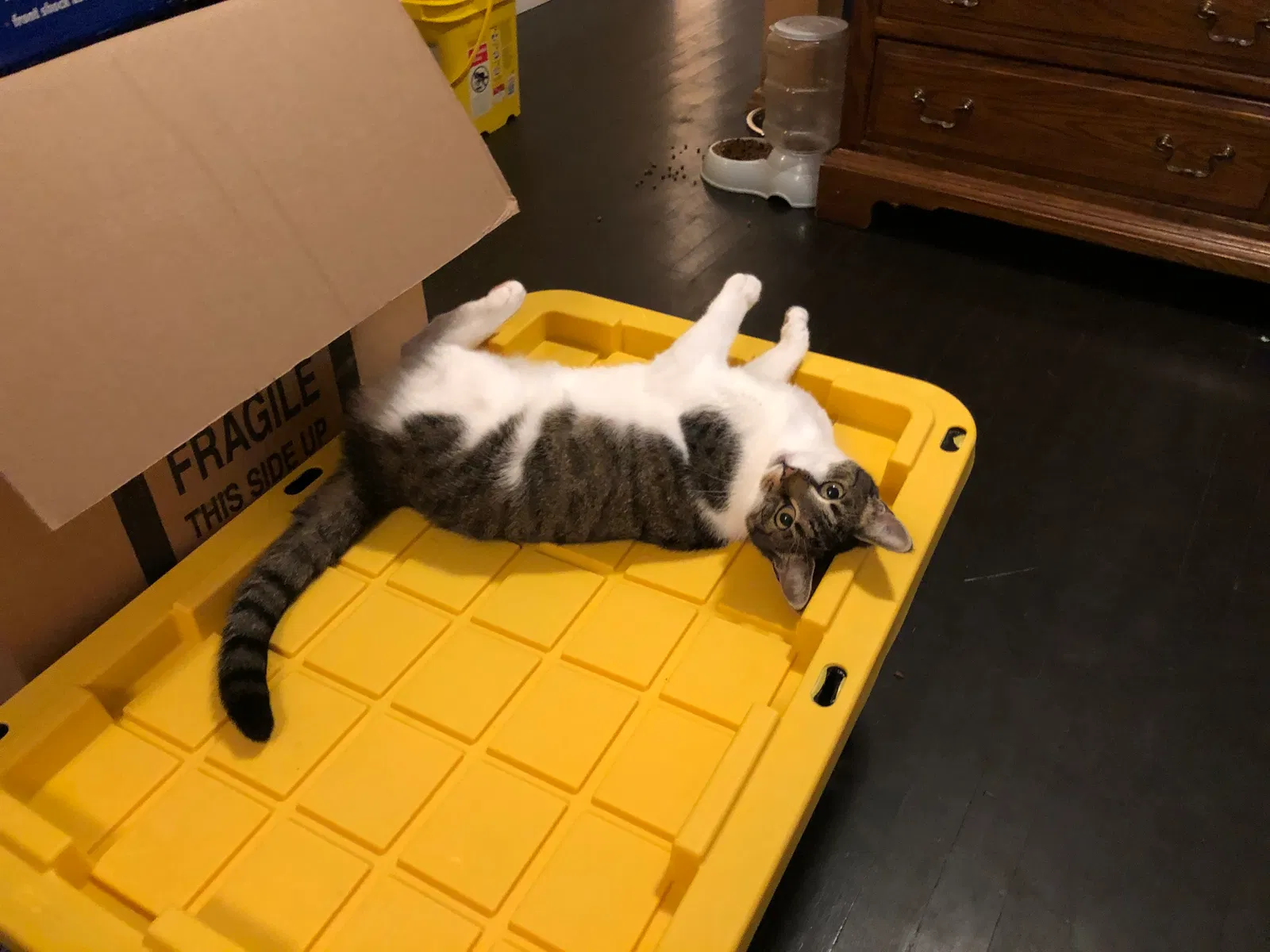 Lost cat in Escondido, CA, 92026
