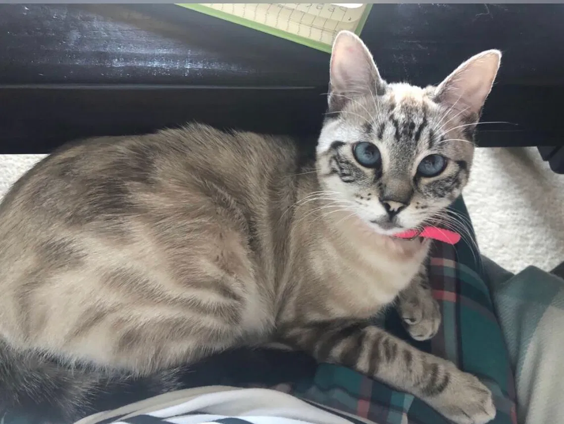Lost cat in Keller, TX, 76244