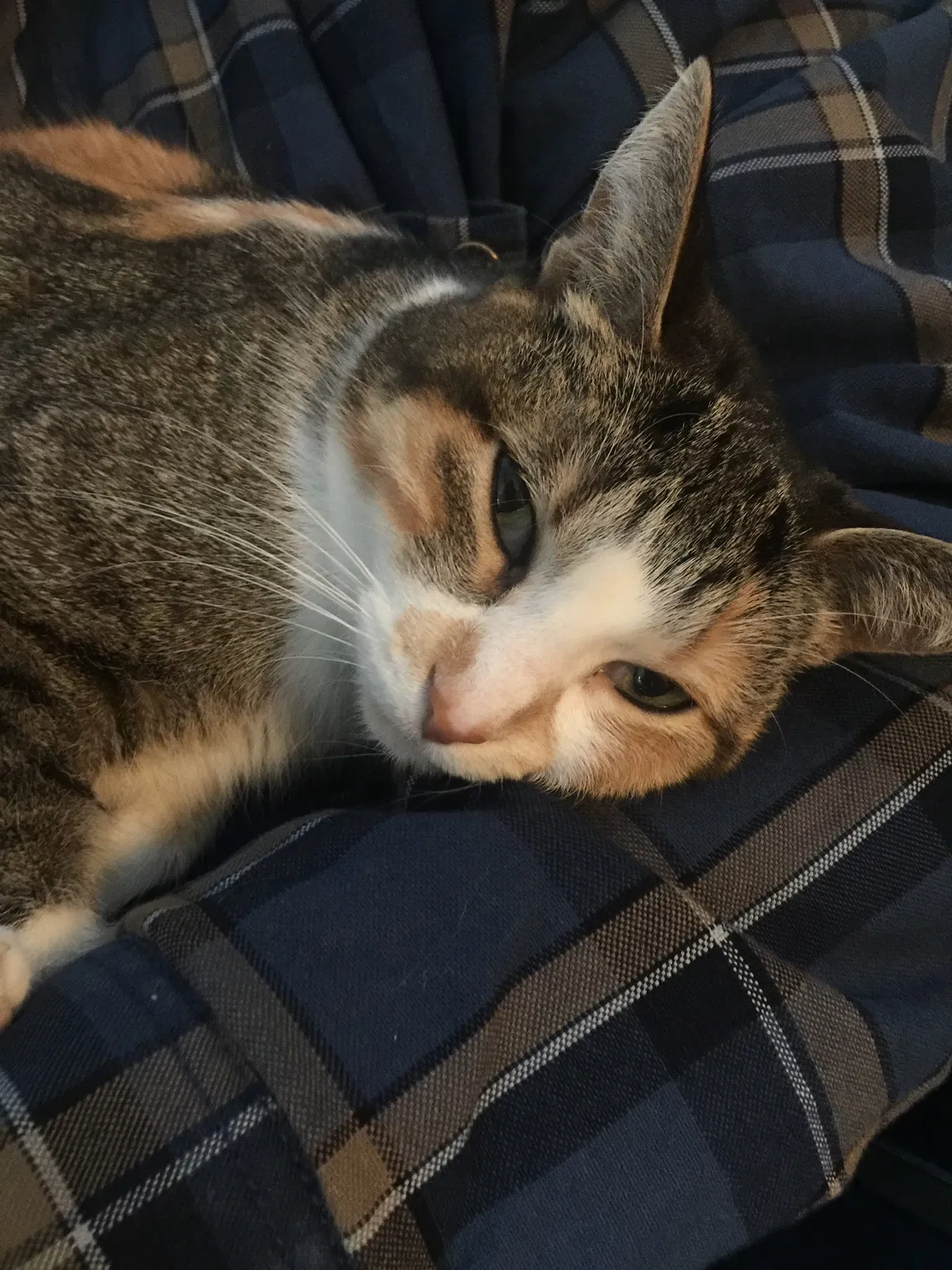 Lost cat in Troy, MI, 48085