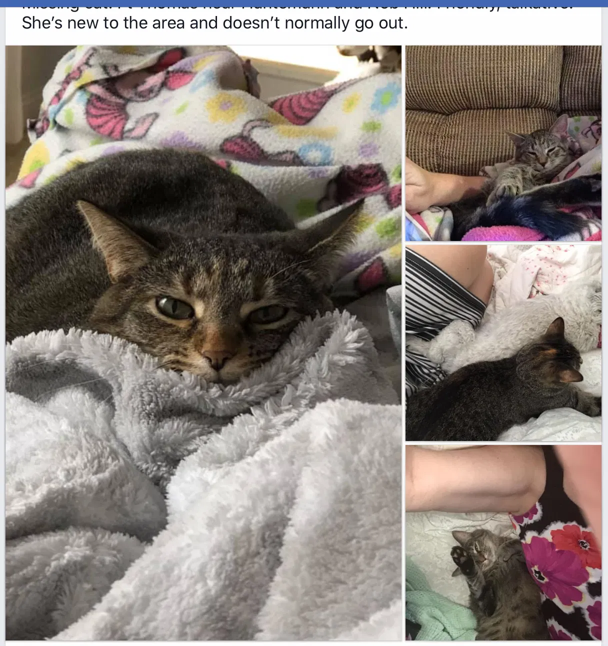 Lost cat in Fort Thomas, KY, 41075