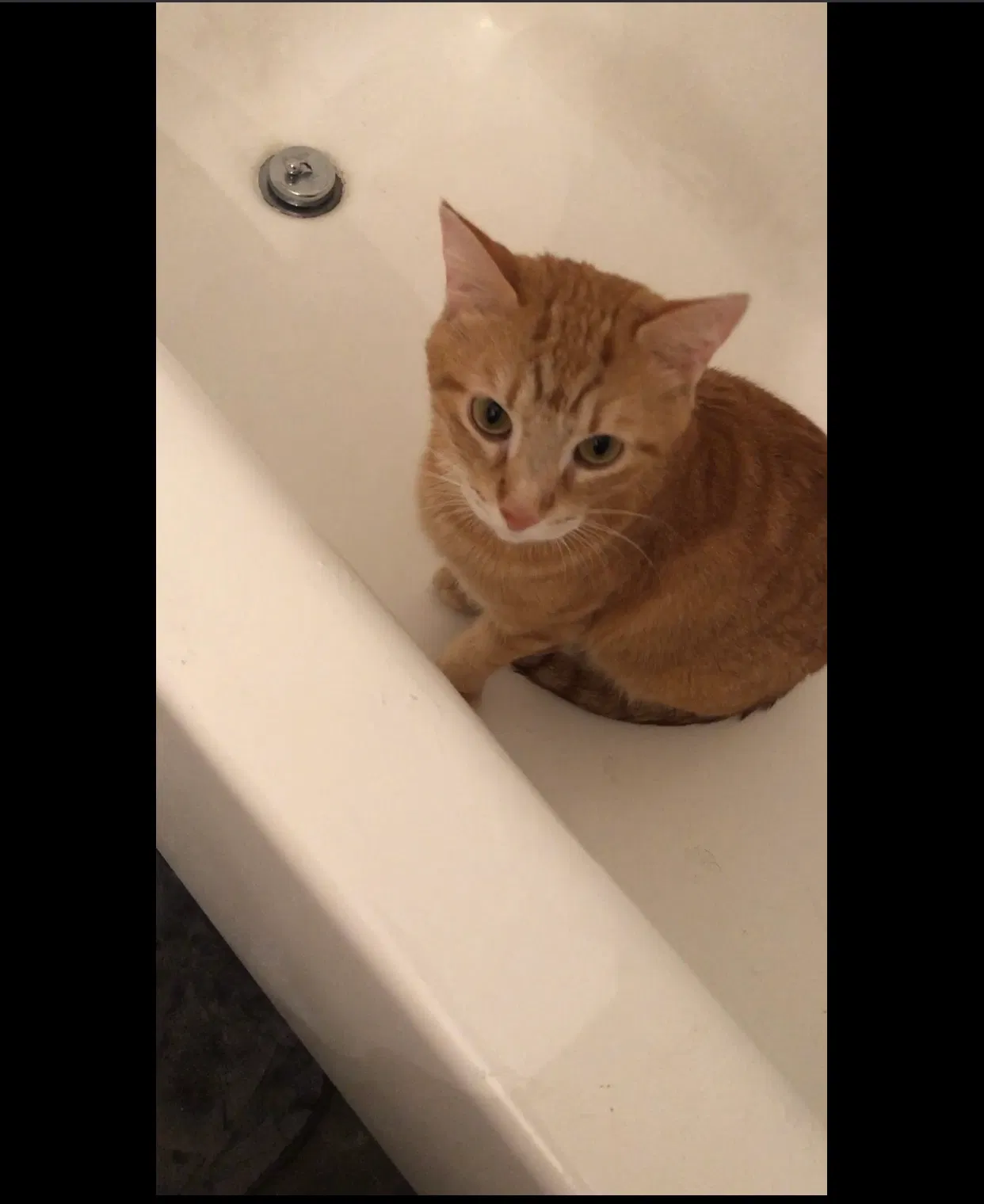 Lost cat in Lutz, FL, 33559