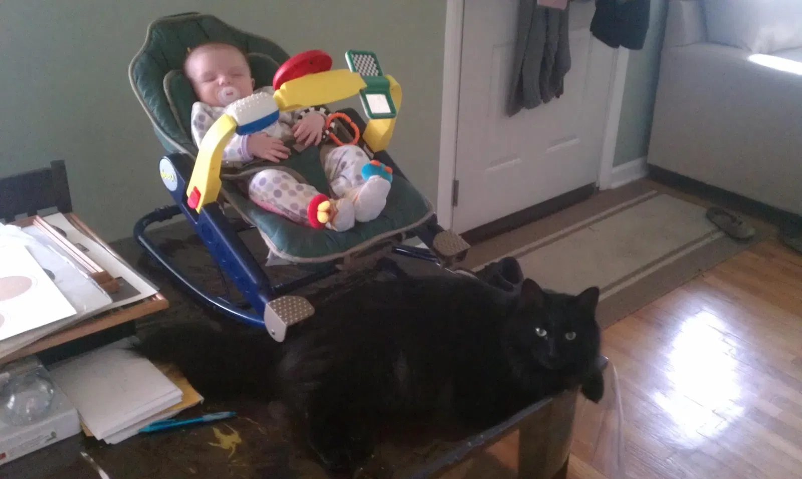 Lost cat in Allen Park, MI, 48101