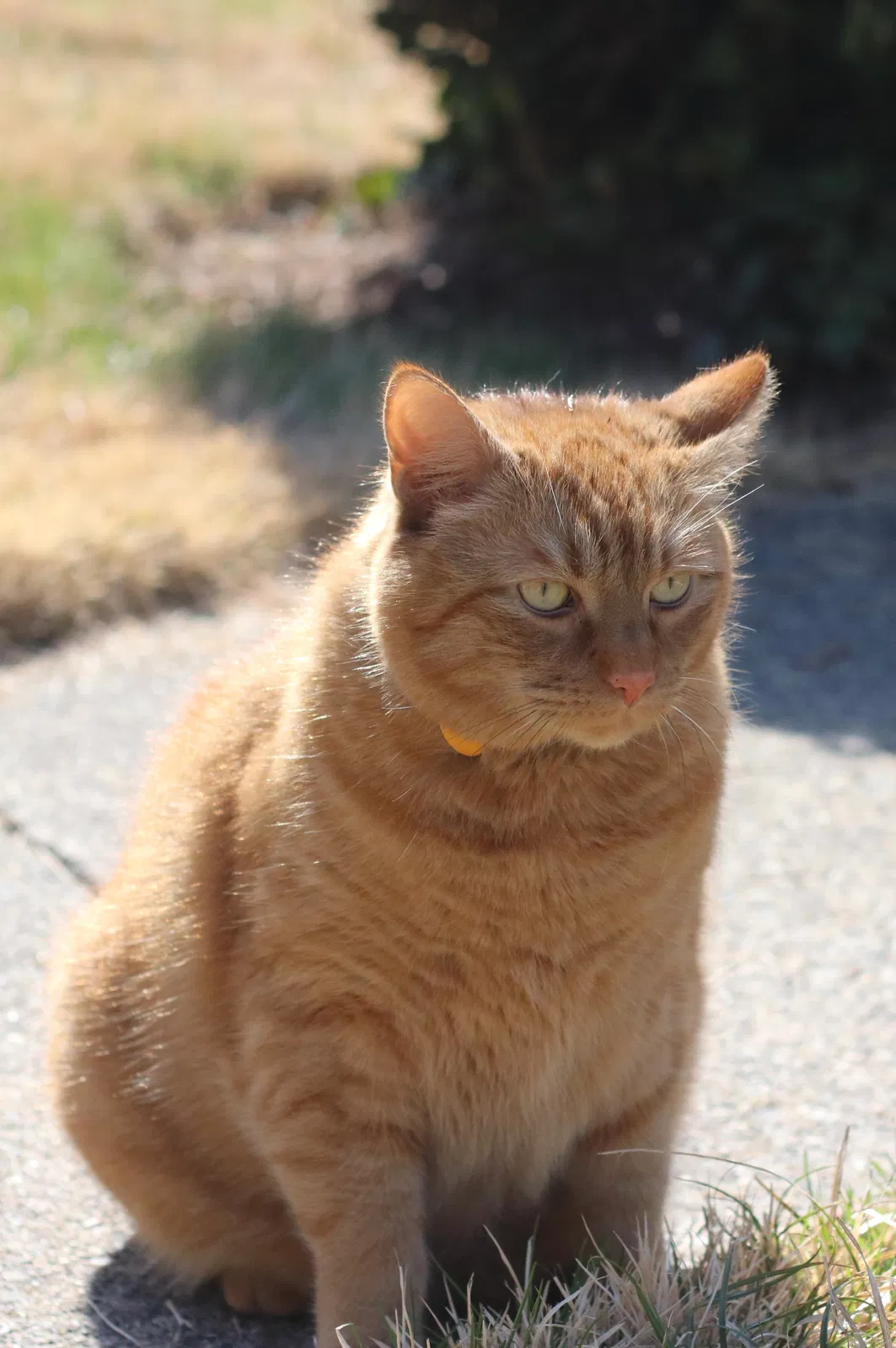 Lost cat in Nahant, MA, 1908
