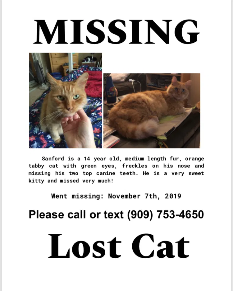 Lost cat in San Diego, CA, 92117
