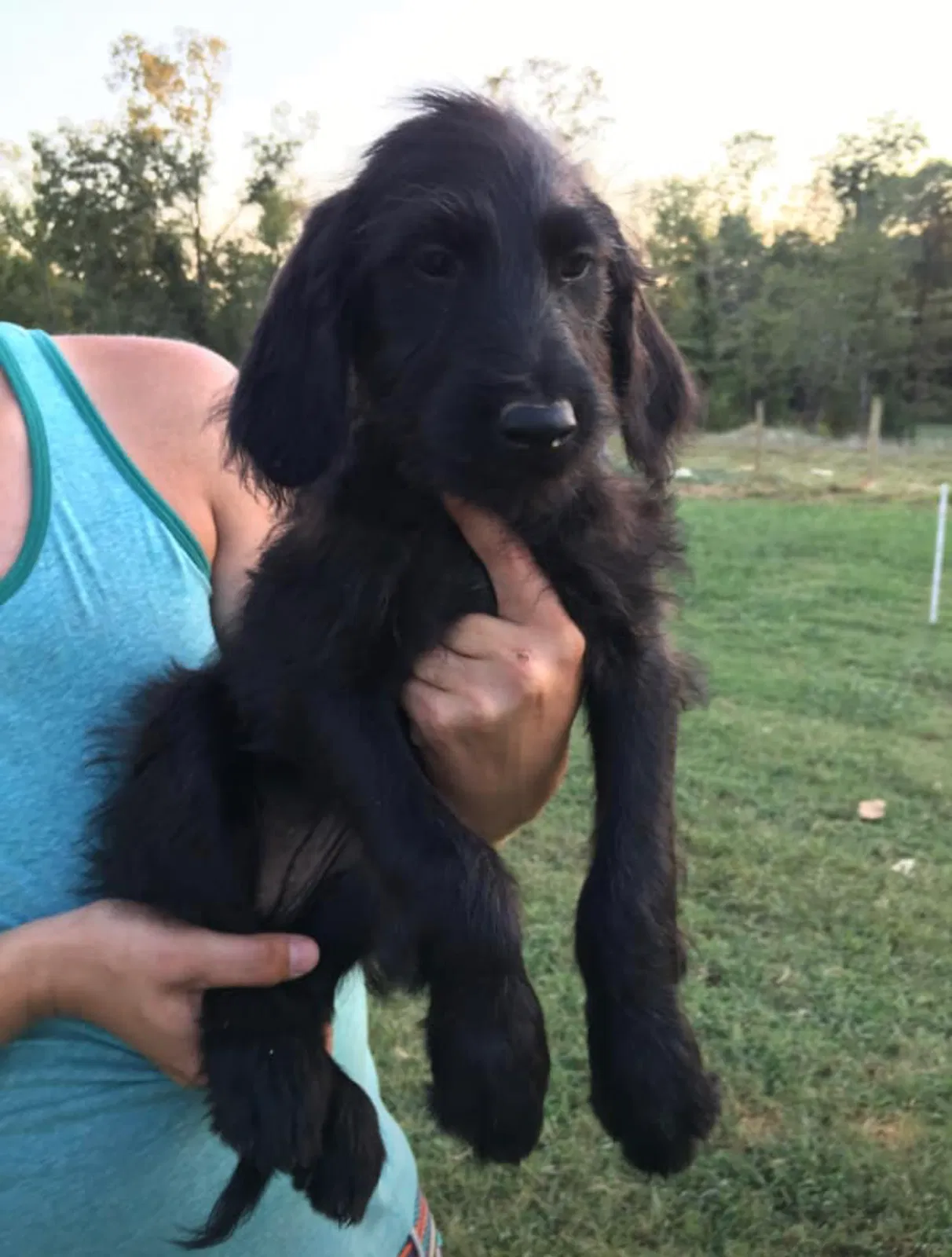 Lost dog in Raleigh, NC, 27604