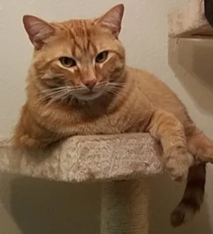 Lost cat in Orangevale, CA, 95662