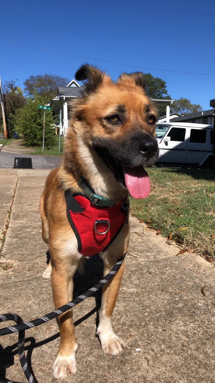 Lost dog in Birmingham, AL, 35205