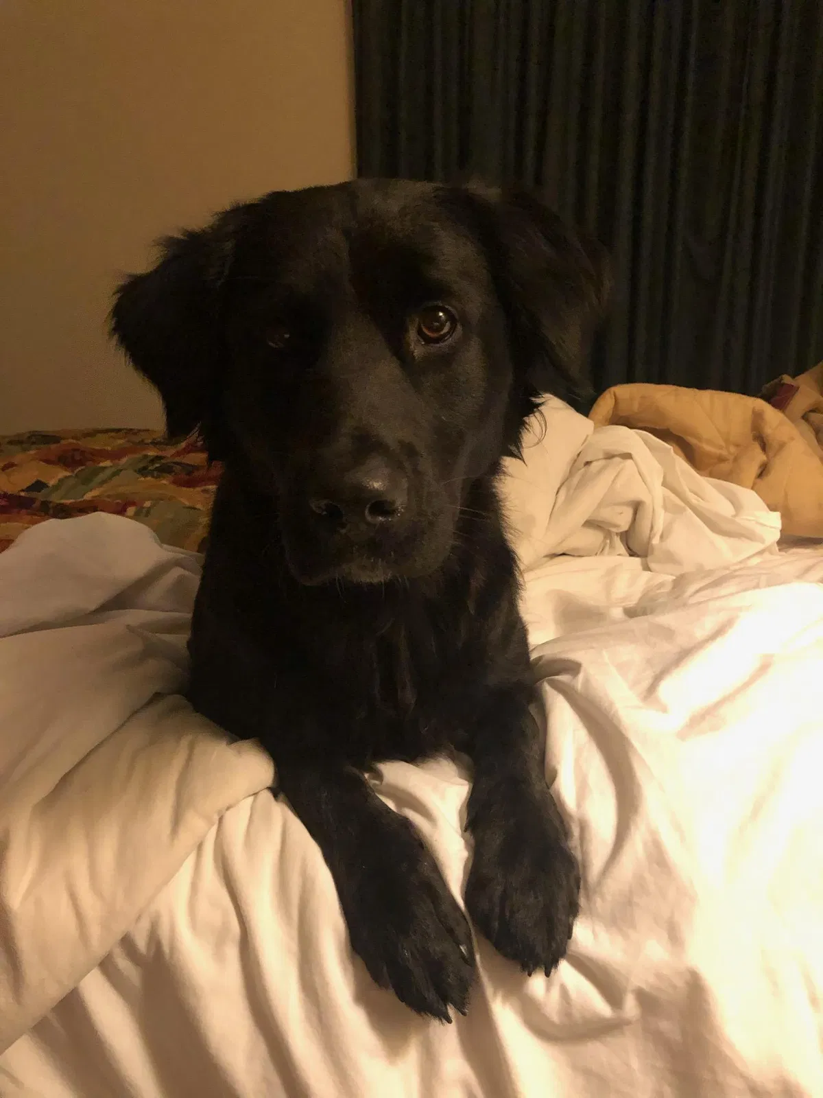 Lost dog in Memphis, TN, 38118