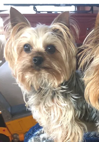 Lost dog in Seattle, WA, 98166