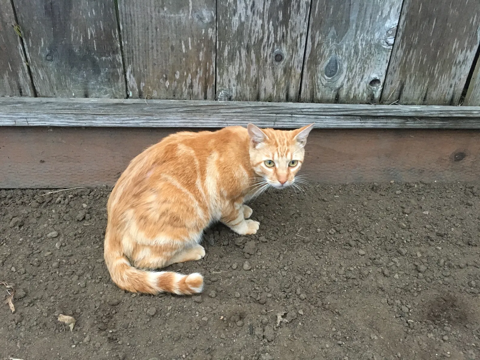 Lost cat in San Francisco, CA, 94110