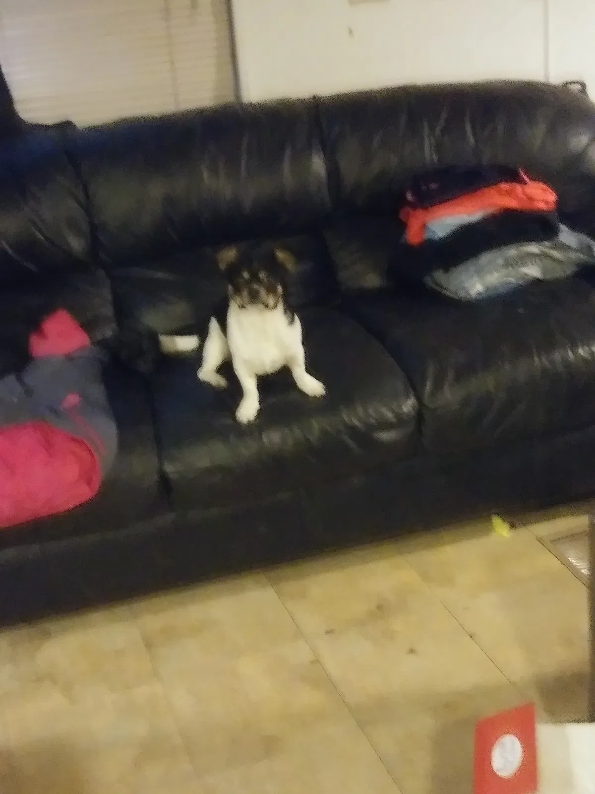 Lost dog in Denver, CO, 80221