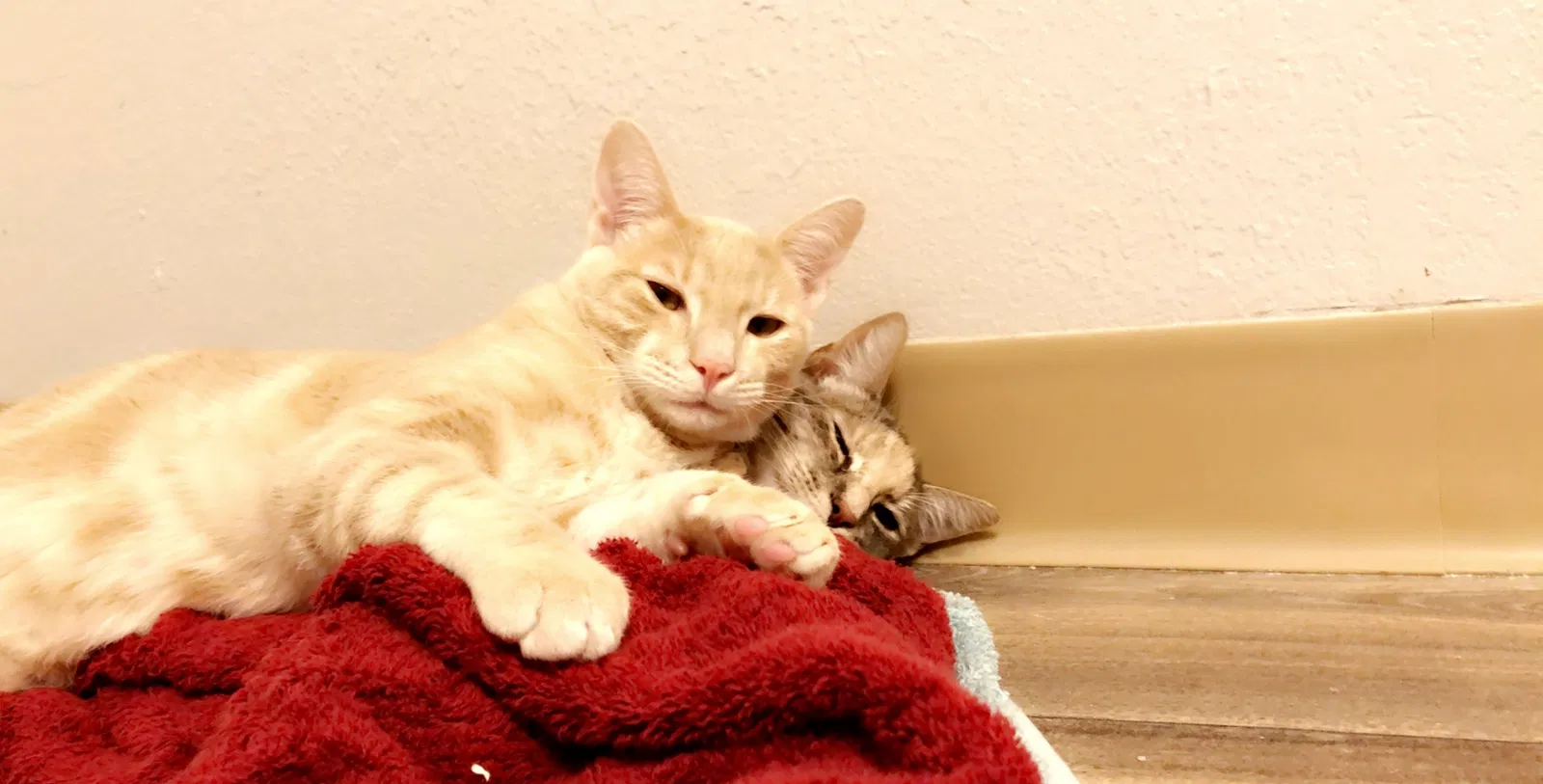 Lost cat in Bellevue, WA, 98005