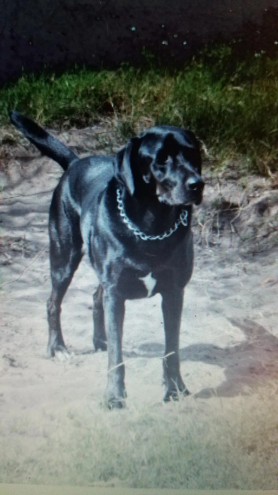 Lost dog in Orlando, FL, 32817