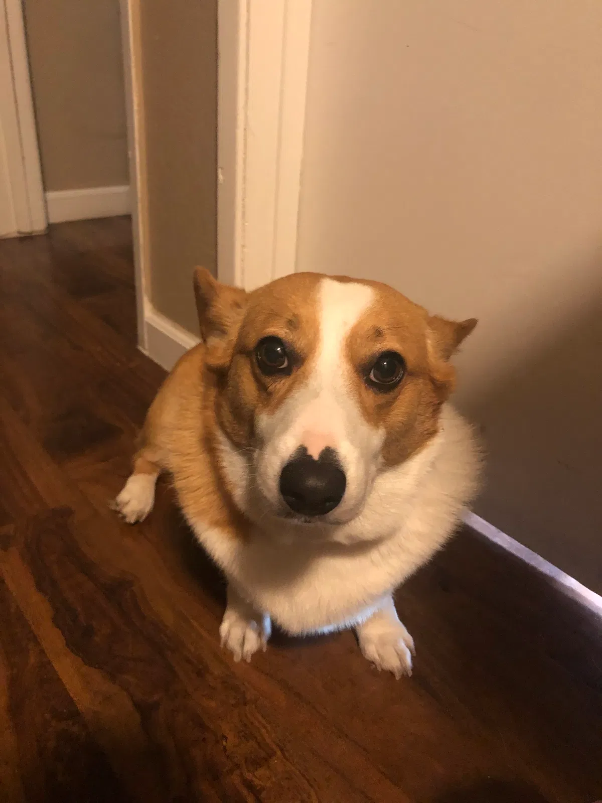 Lost dog in Roswell, GA, 30076