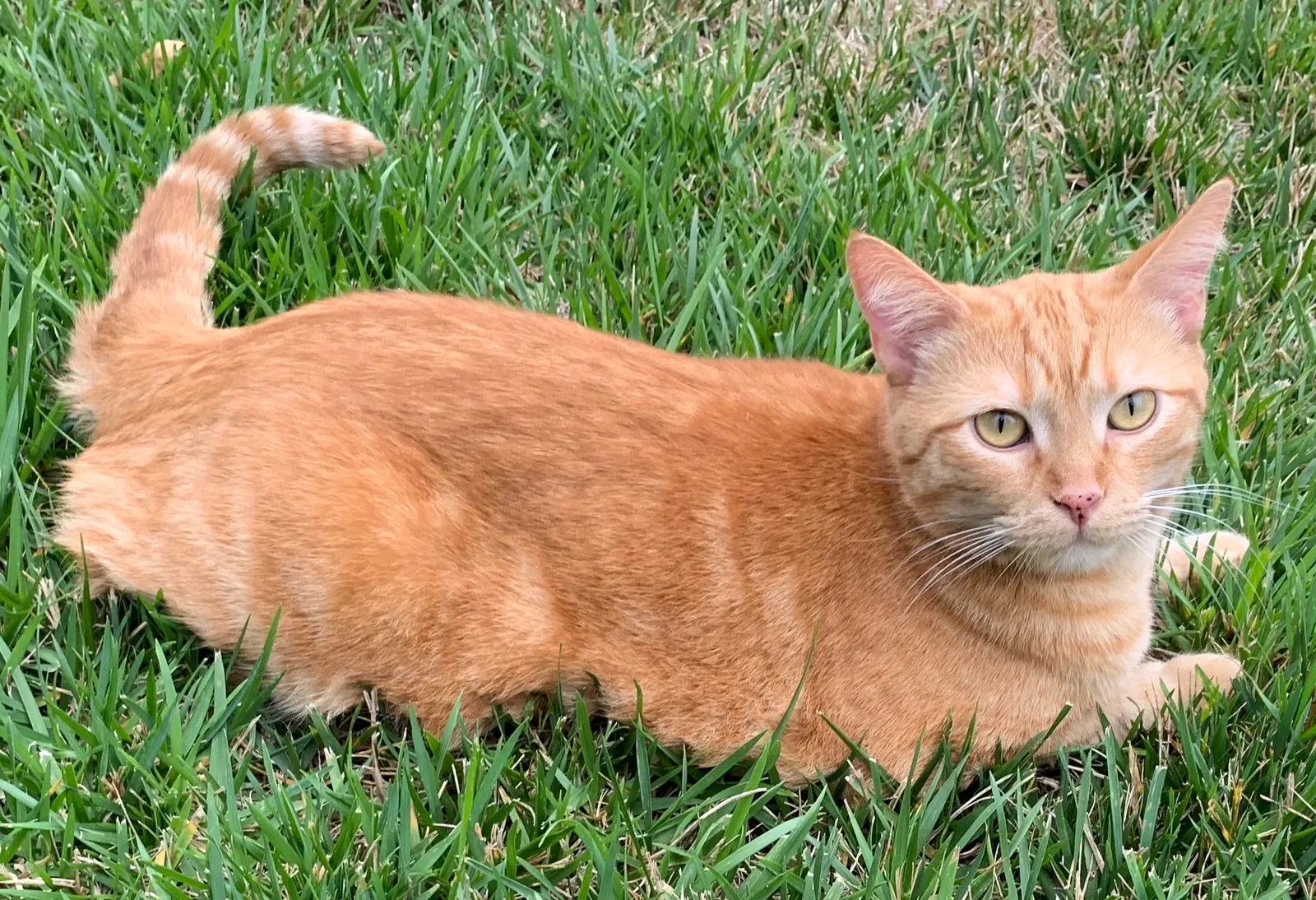 Lost cat in San Diego, CA, 92127