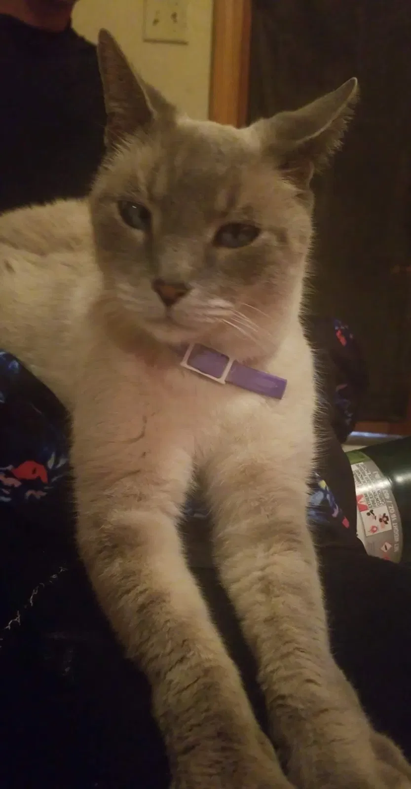 Lost cat in Tempe, AZ, 85282