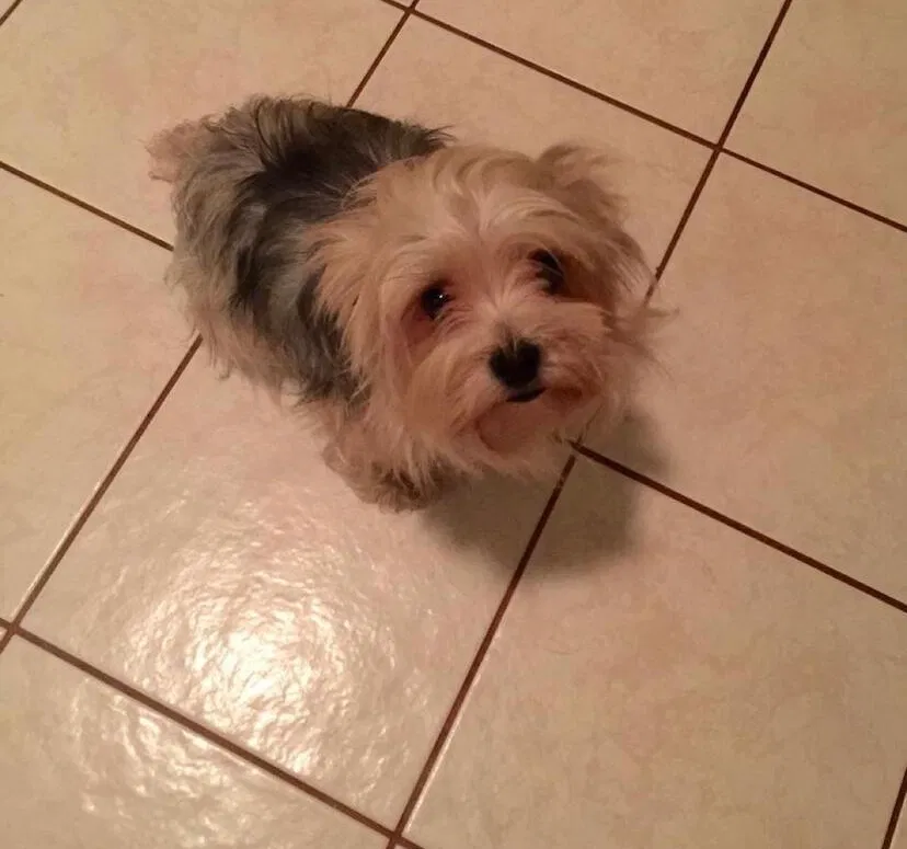 Lost dog in Pompano Beach, FL, 33065