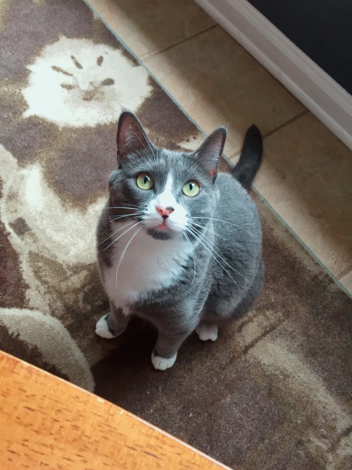 Lost cat in Buford, GA, 30518