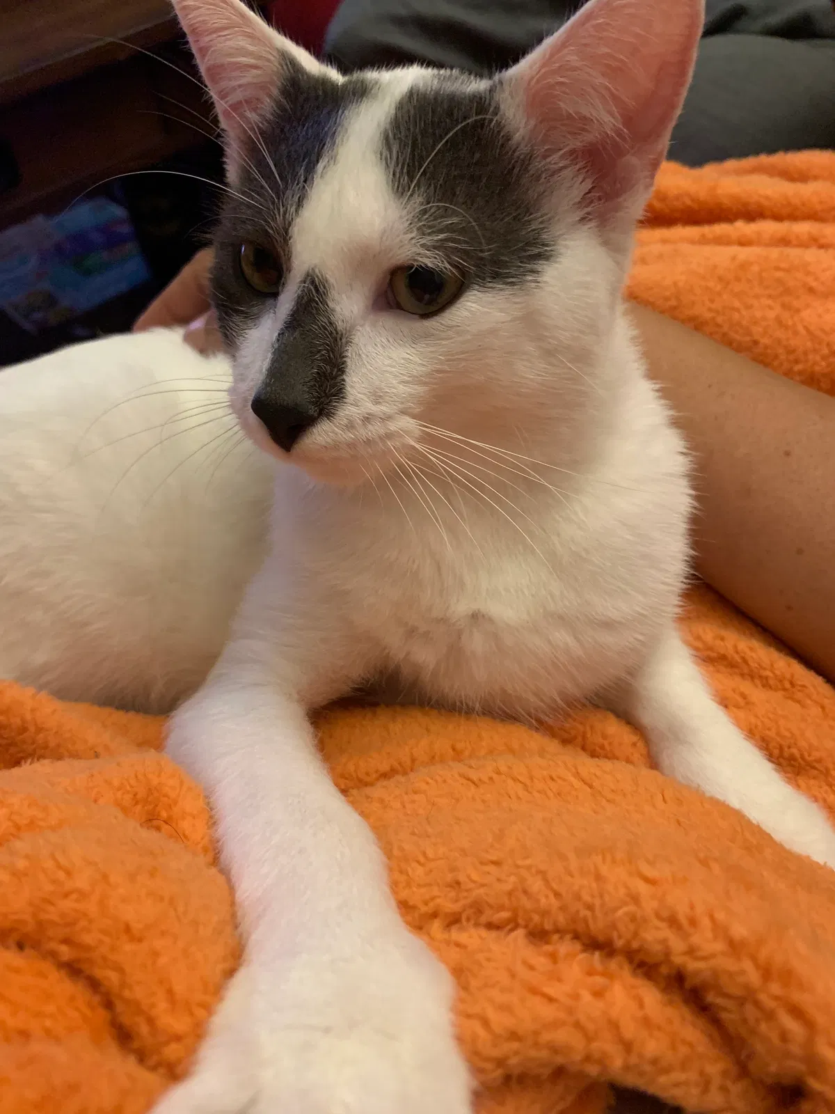 Lost cat in Huntington Beach, CA, 92646