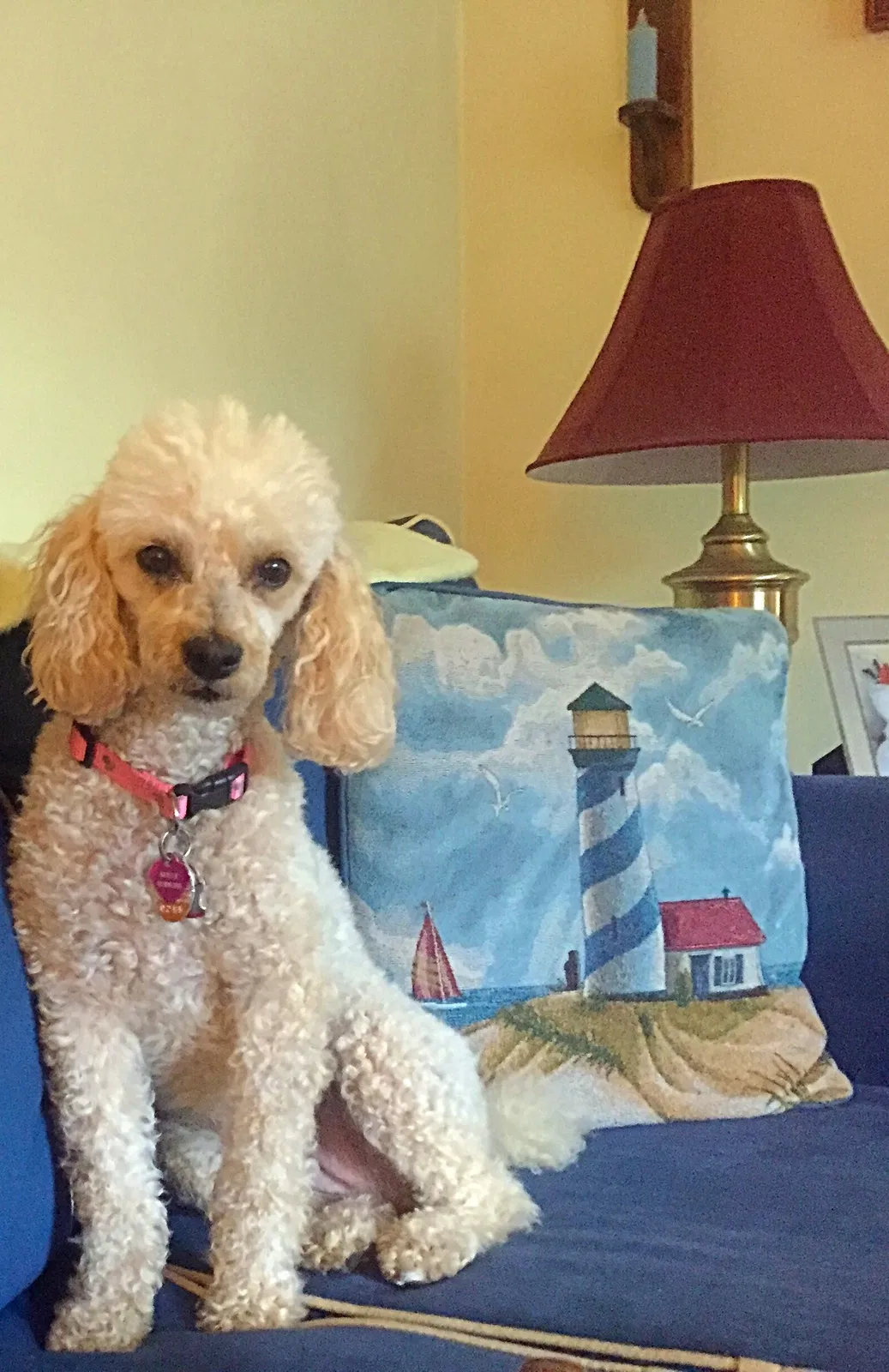 Lost dog in Cumberland Center, ME, 4021