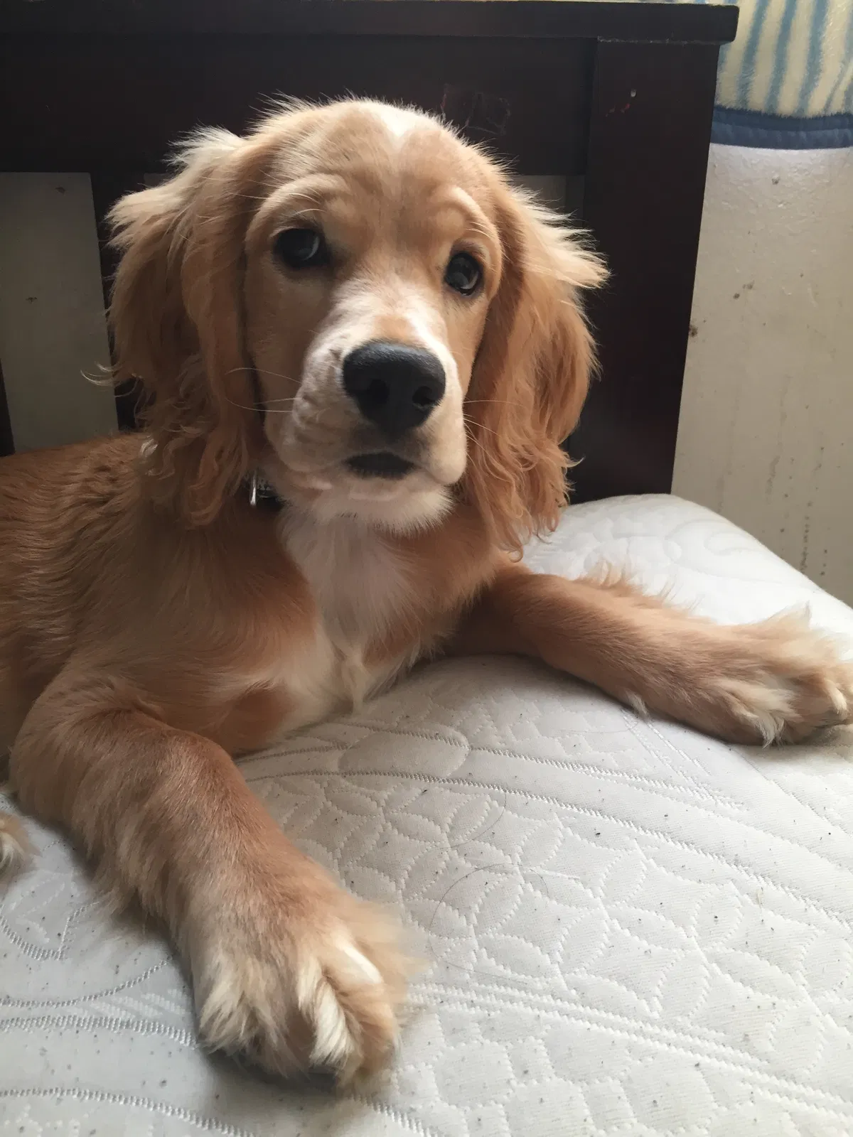 Lost dog in Escondido, CA, 92025
